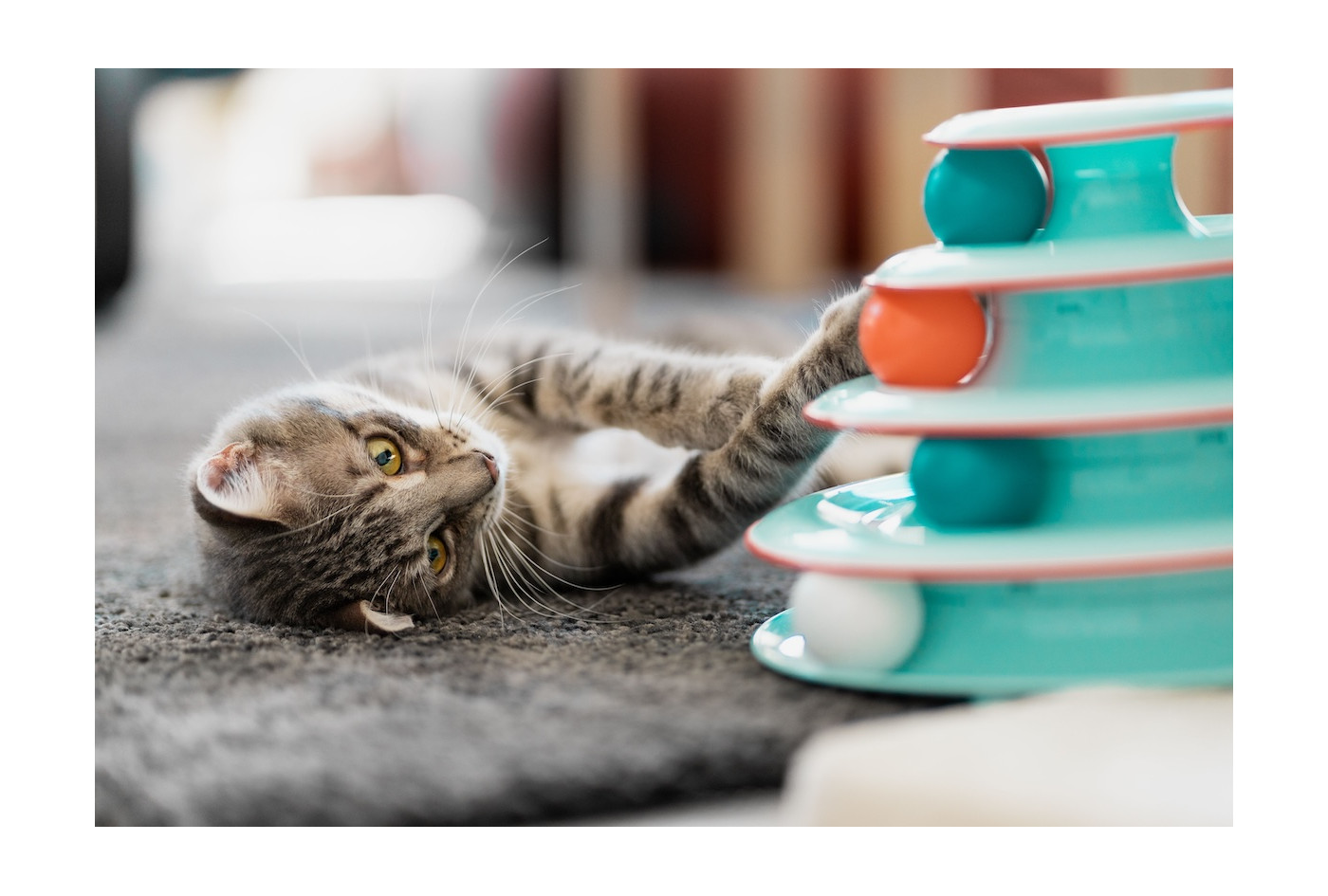 TOP 10 nejčastějších kočičích nemocí a problémů