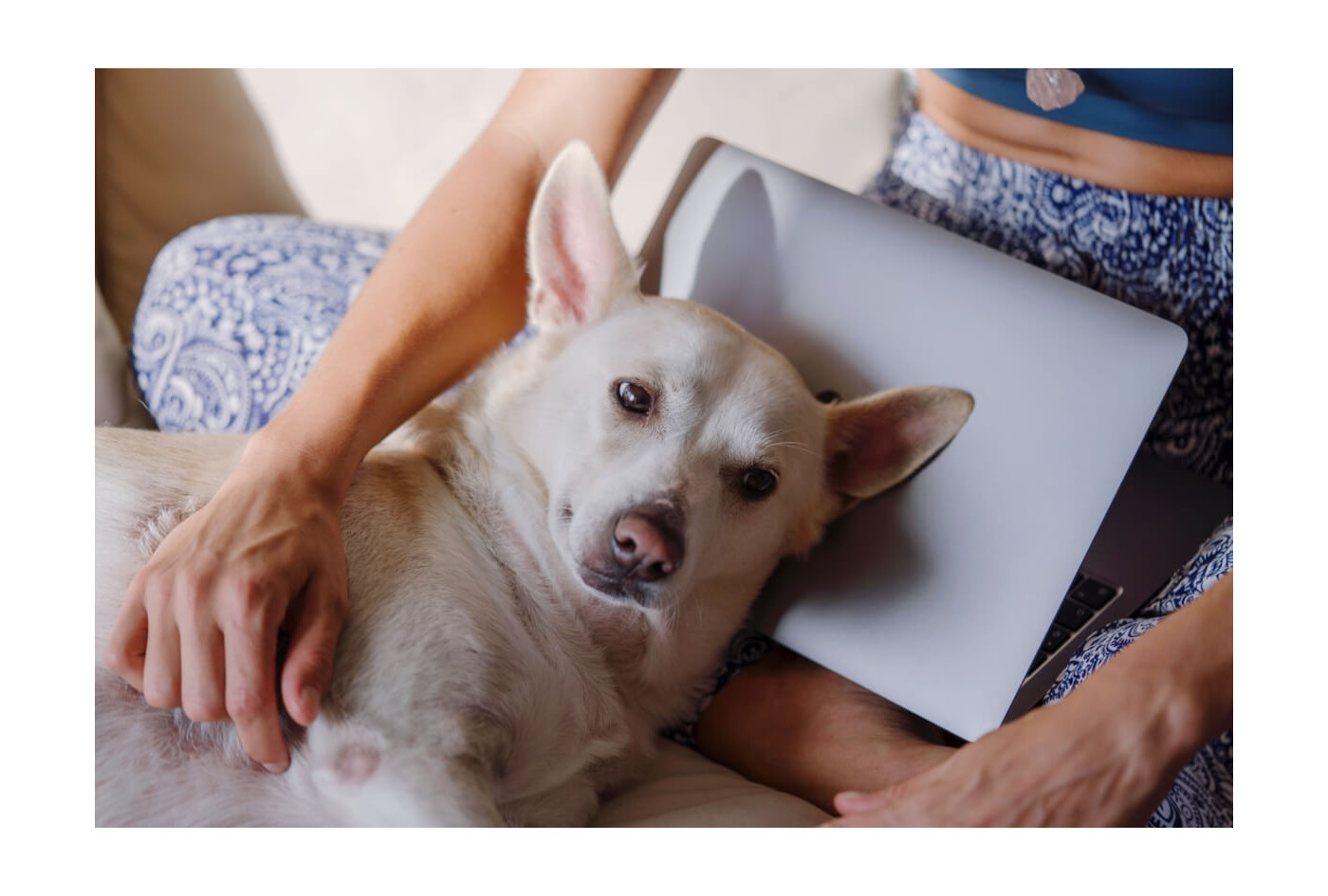 Váš pes ještě neužívá kolagen? Chyba! Toto je 7 důvodů, proč mu ho podávat