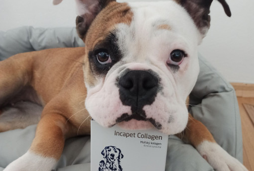 Toto jsou příběhy šťastných pejsků, koní a koček, kterým Incapet Collagen pomohl