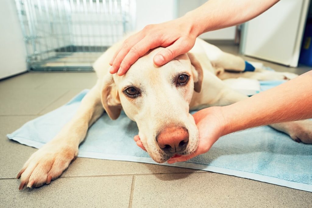 Pes po operaci - péče a regenerace