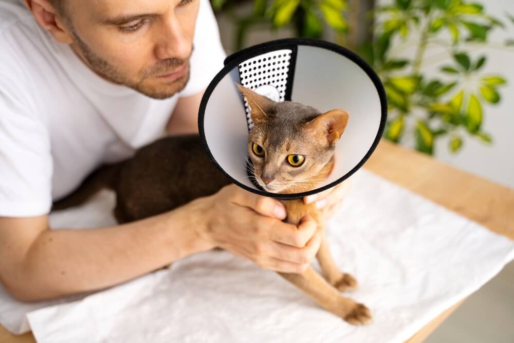 Kočka po operaci - péče a regenerace